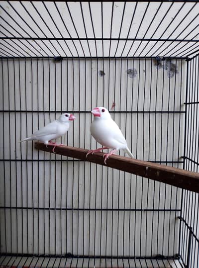 white Java pair for sale with cage and sale 03129196869