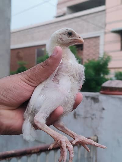 High Quality Pure paper white chicks available 0302.2272562