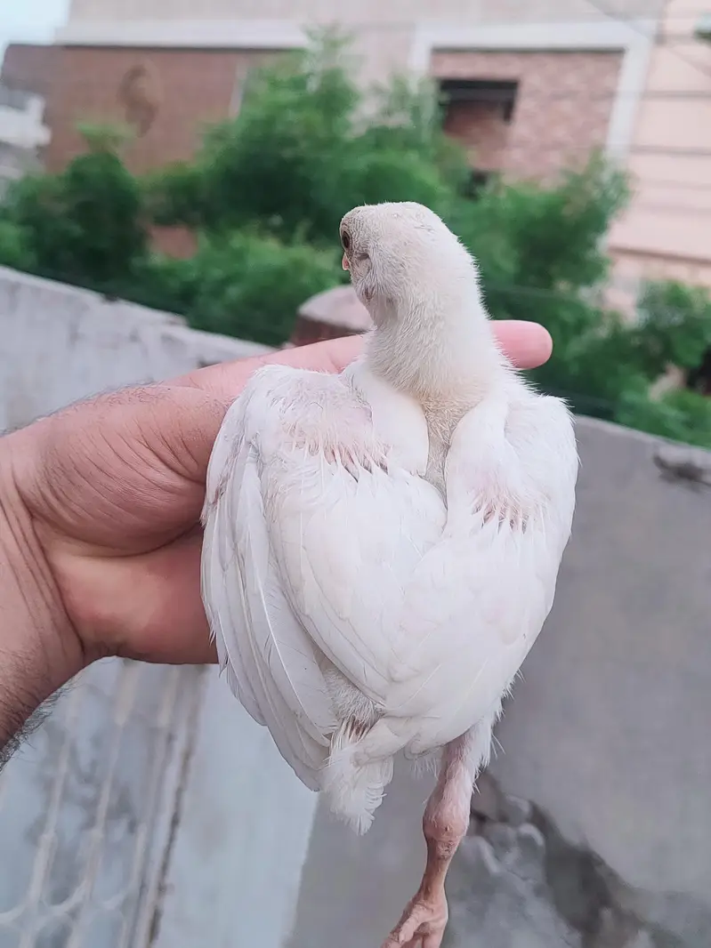 High Quality Pure paper white chicks available 0302.2272562 — photo 3