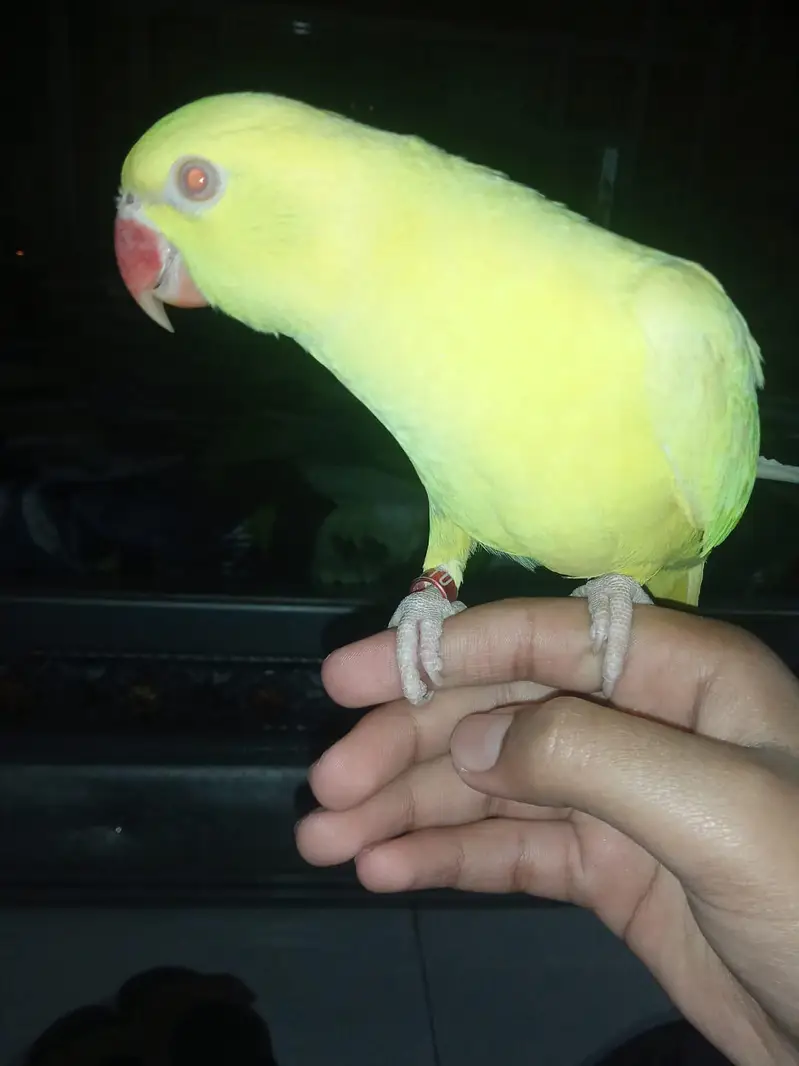 Allah hu talking well tamed yellow parrot — photo 3