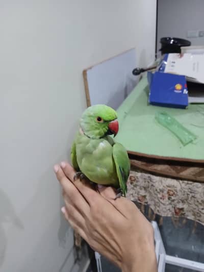 ringneck parrot tamed male available
