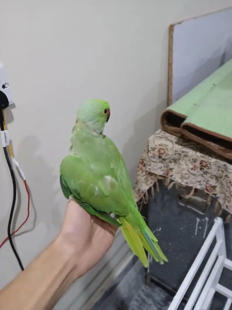 ringneck parrot tamed male available — photo 2