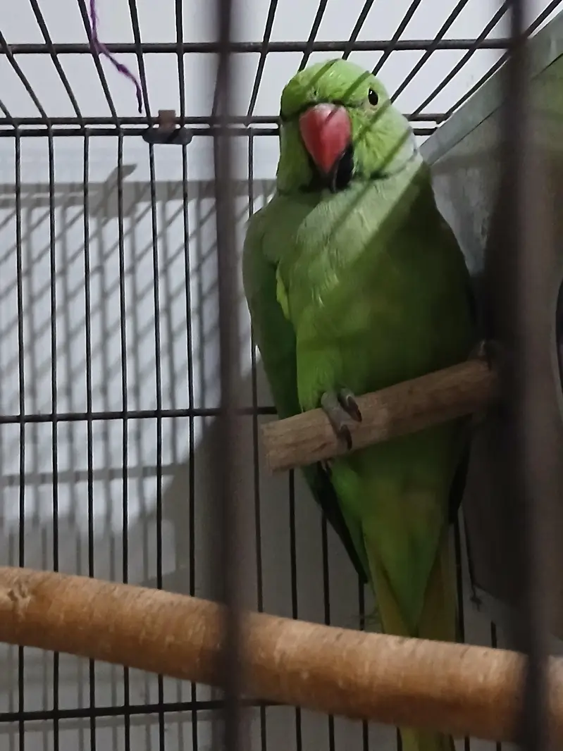 ringneck parrot tamed male available — photo 3