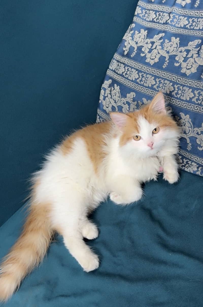 Persian kittens 1