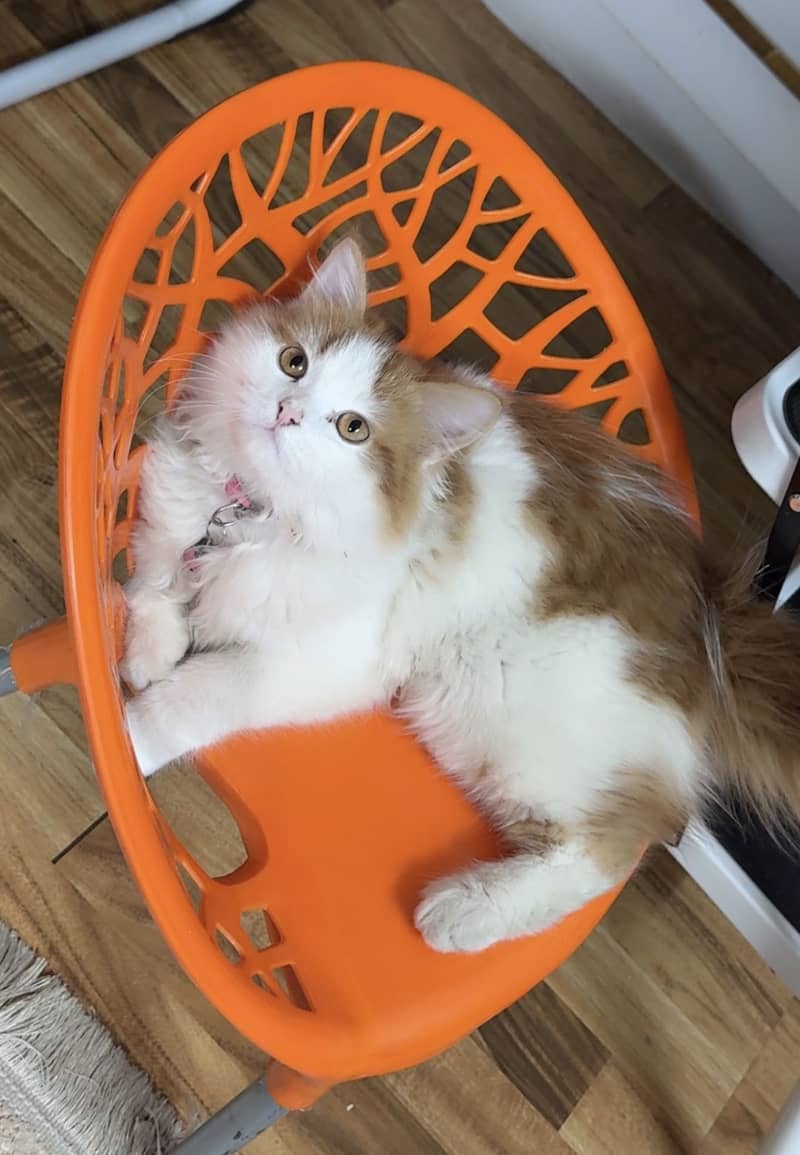 Persian kittens 2