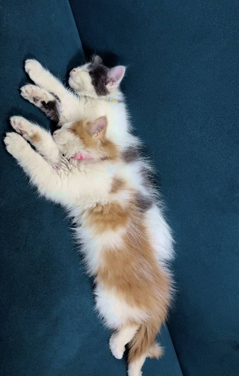 Persian kittens 3