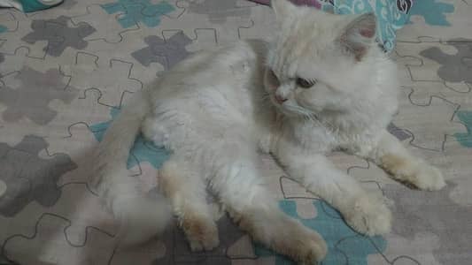 pure Persian Triple Coated Male Female Kittens Looking For New home