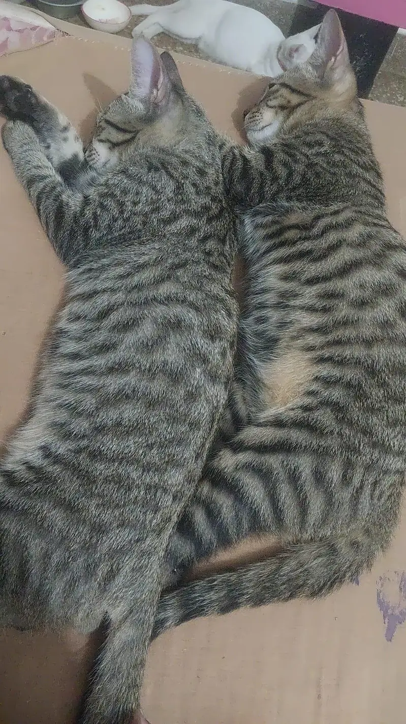 pure Persian Triple Coated Male Female Kittens Looking For New home — photo 3
