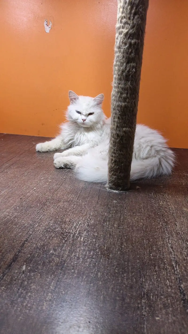 pure Persian Triple Coated Male Female Kittens Looking For New home — photo 4