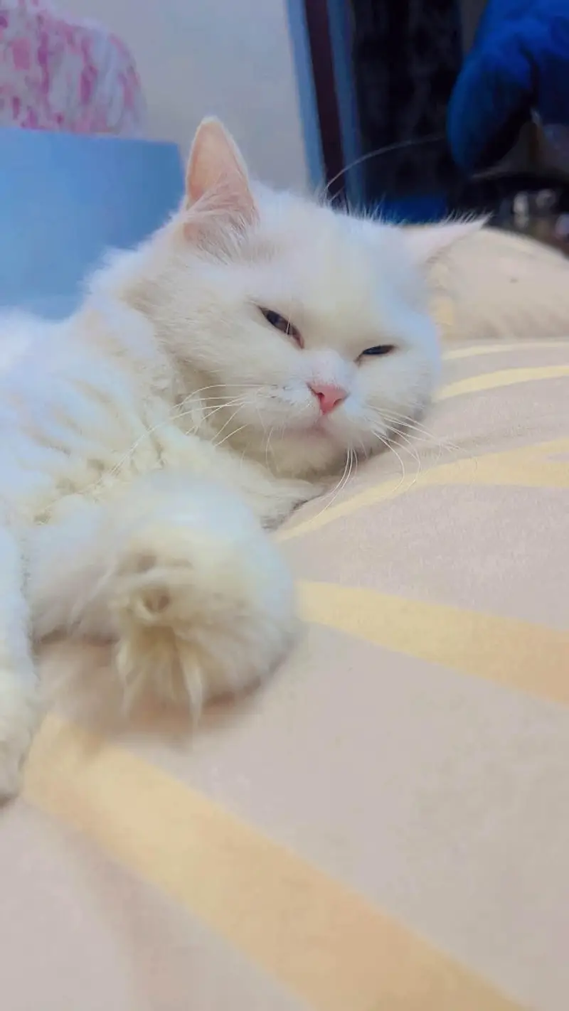 pure Persian Triple Coated Male Female Kittens Looking For New home — photo 5