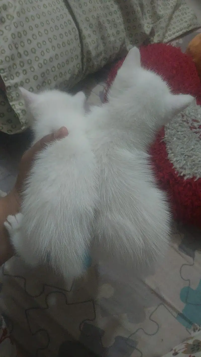 pure Persian Triple Coated Male Female Kittens Looking For New home — photo 7