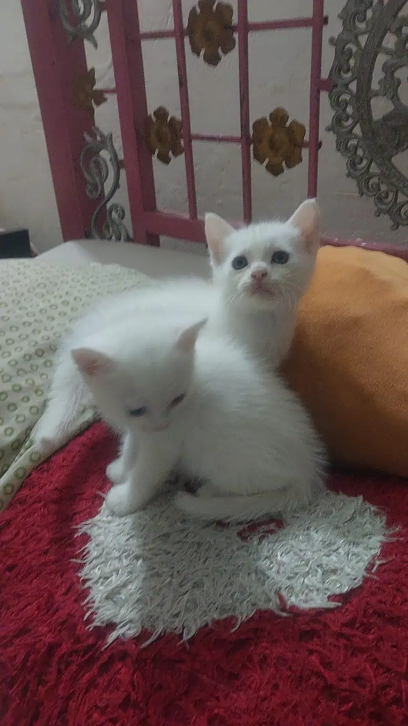 pure Persian Triple Coated Male Female Kittens Looking For New home — photo 9