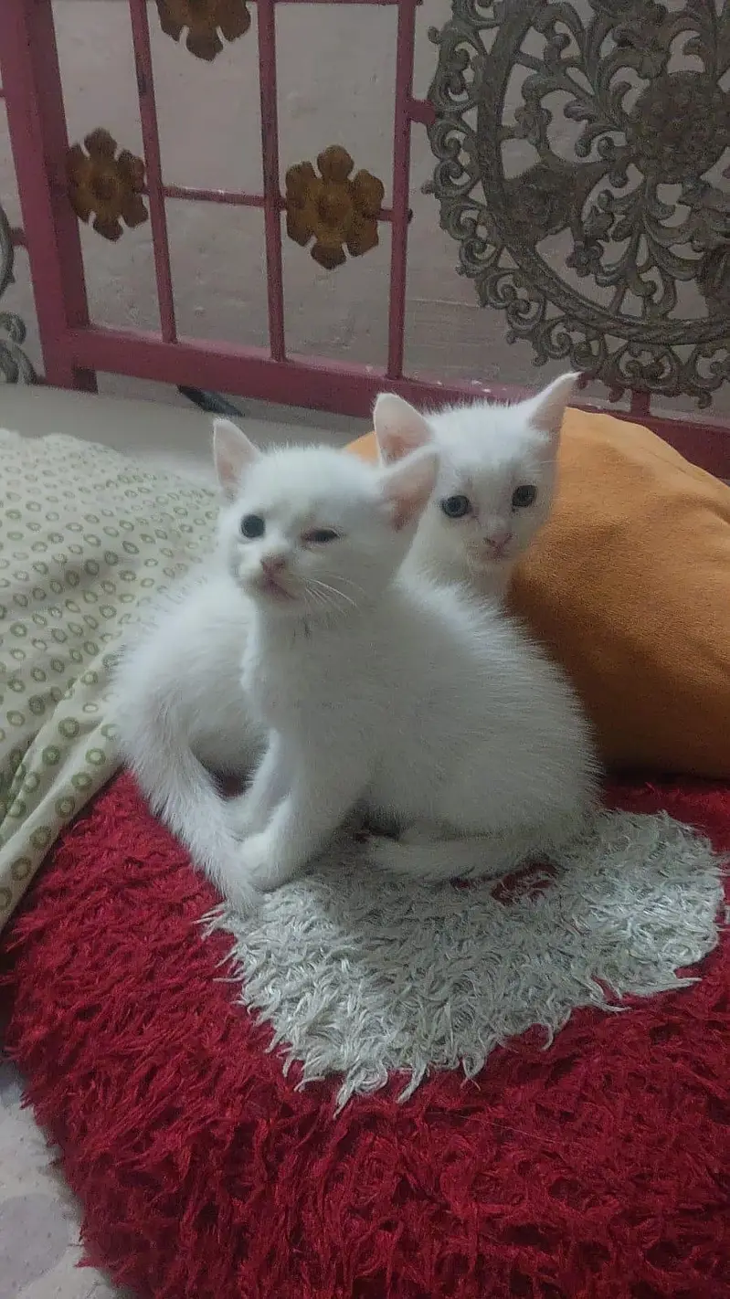 pure Persian Triple Coated Male Female Kittens Looking For New home — photo 10