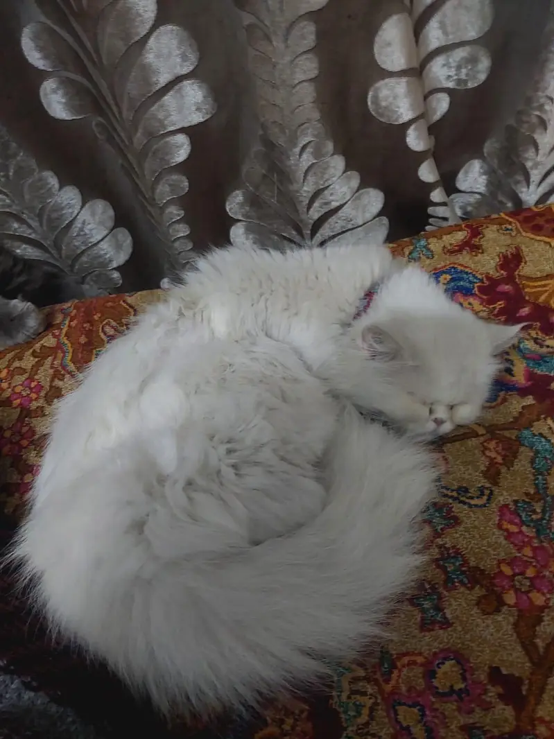 pure Persian Triple Coated Male Female Kittens Looking For New home — photo 11