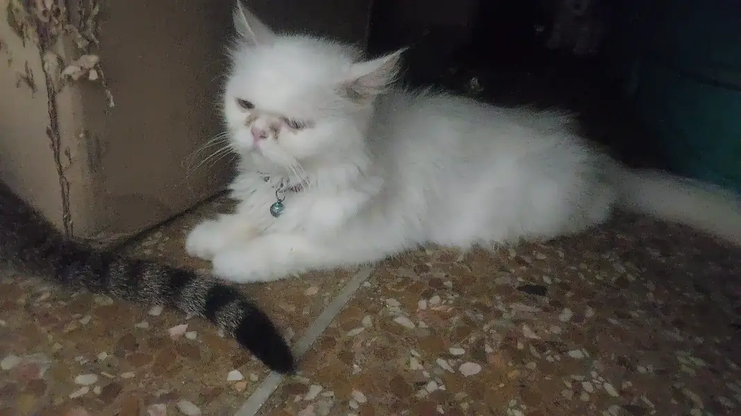 pure Persian Triple Coated Male Female Kittens Looking For New home — photo 12