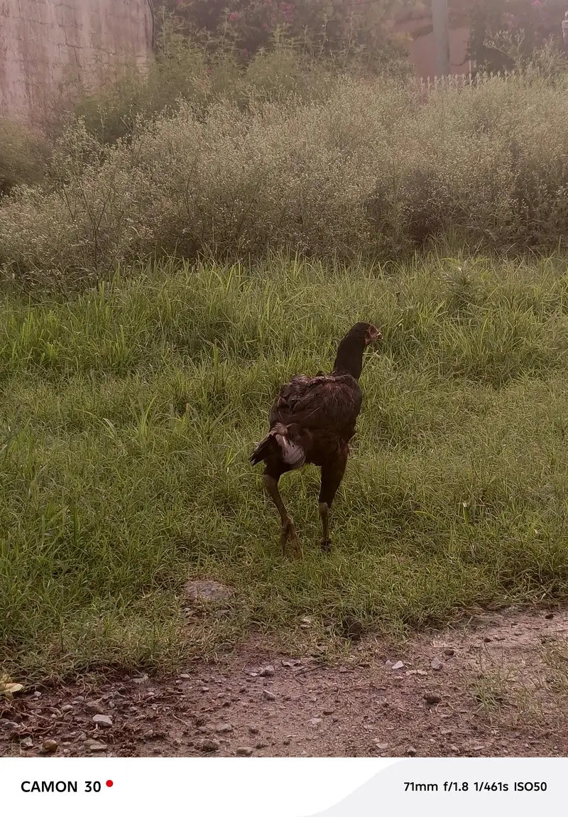 Aseel hen — photo 2