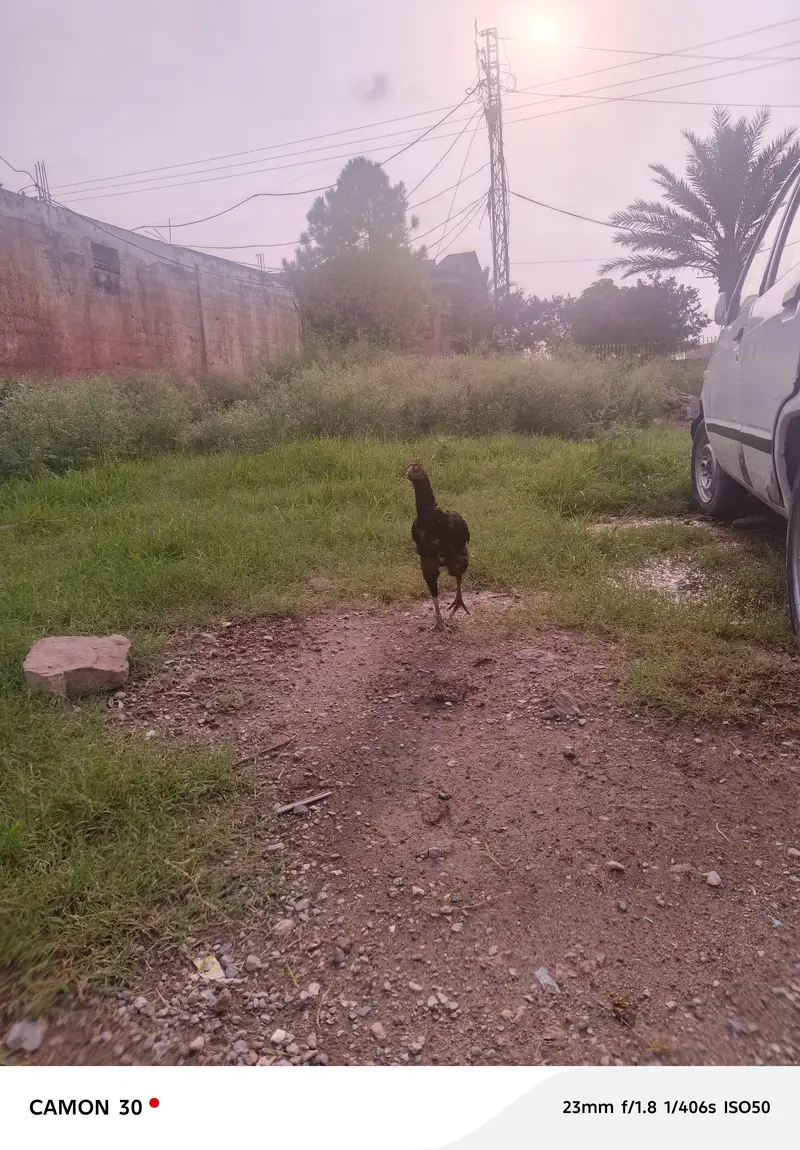 Aseel hen — photo 3