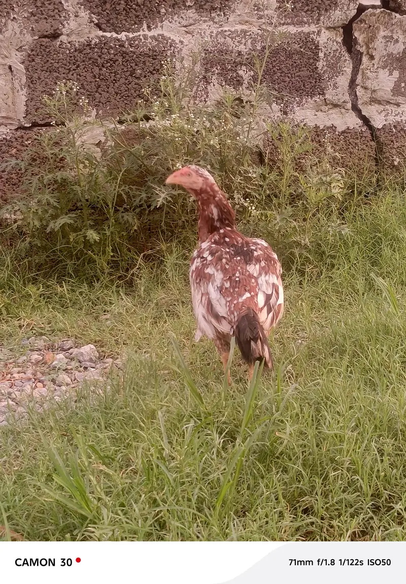 Aseel hen — photo 4