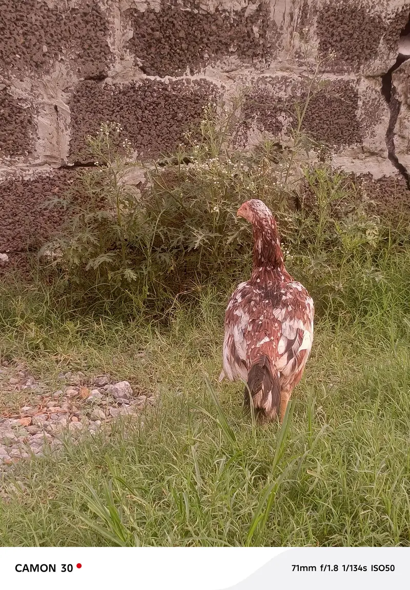 Aseel hen — photo 5