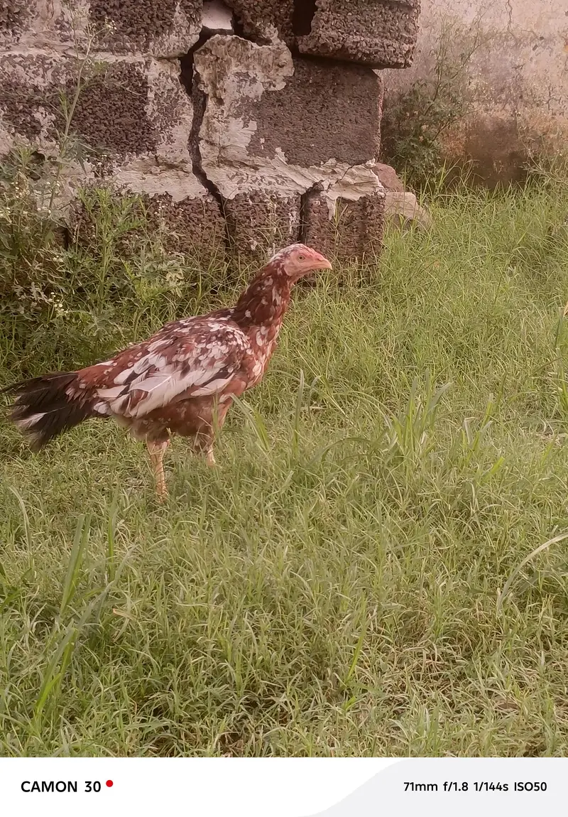 Aseel hen — photo 6