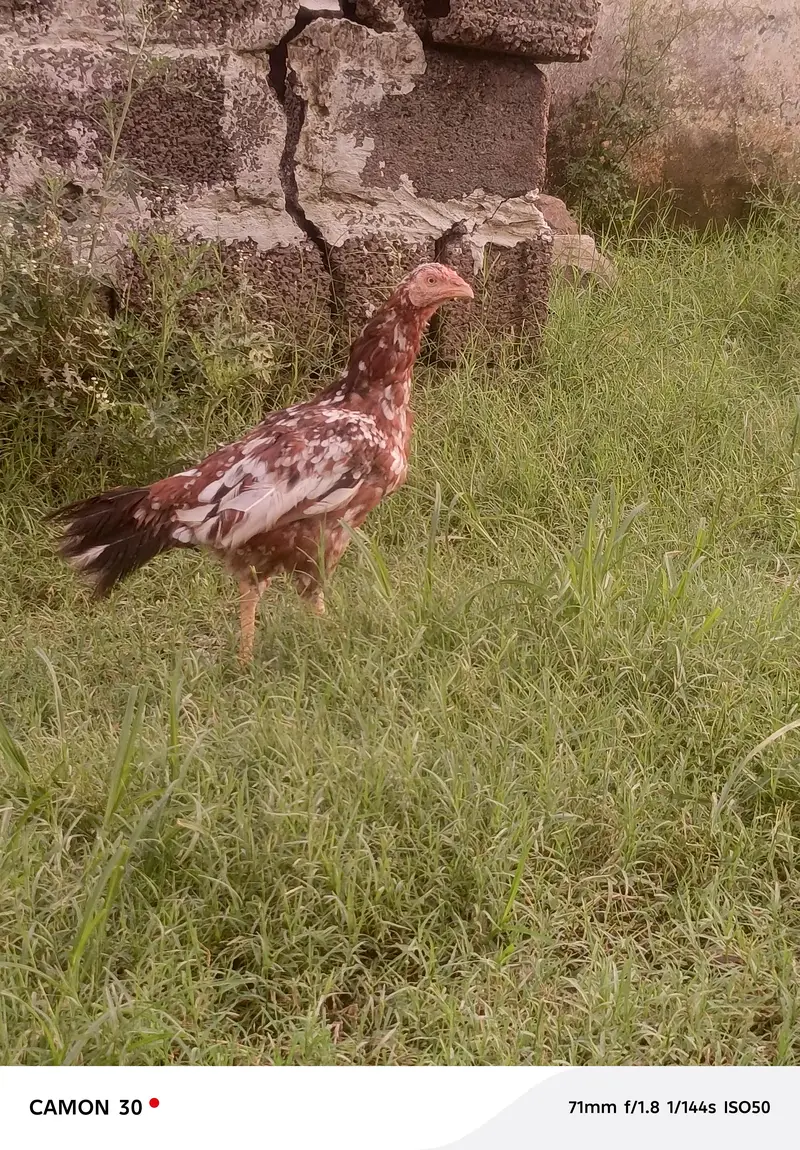 Aseel hen — photo 7