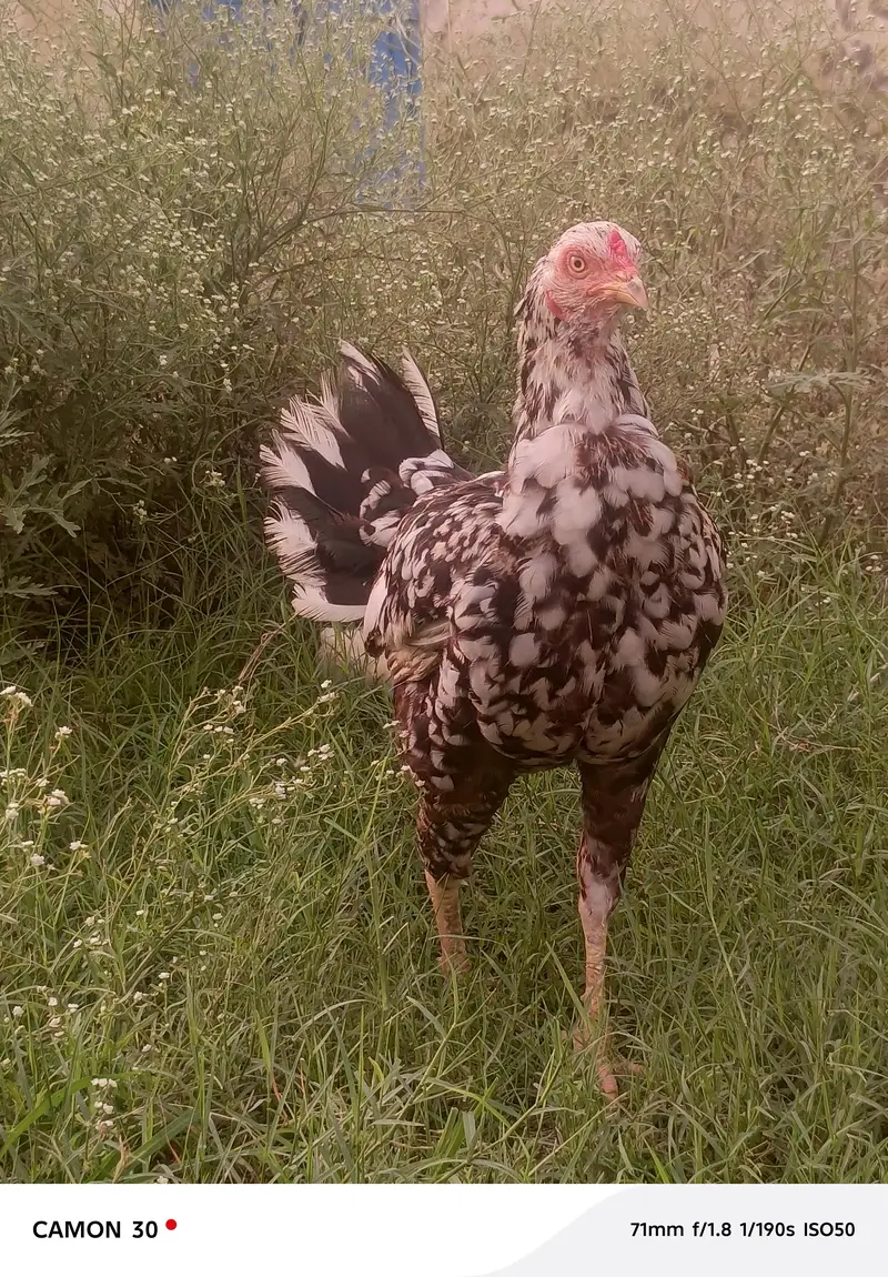 Aseel hen — photo 8