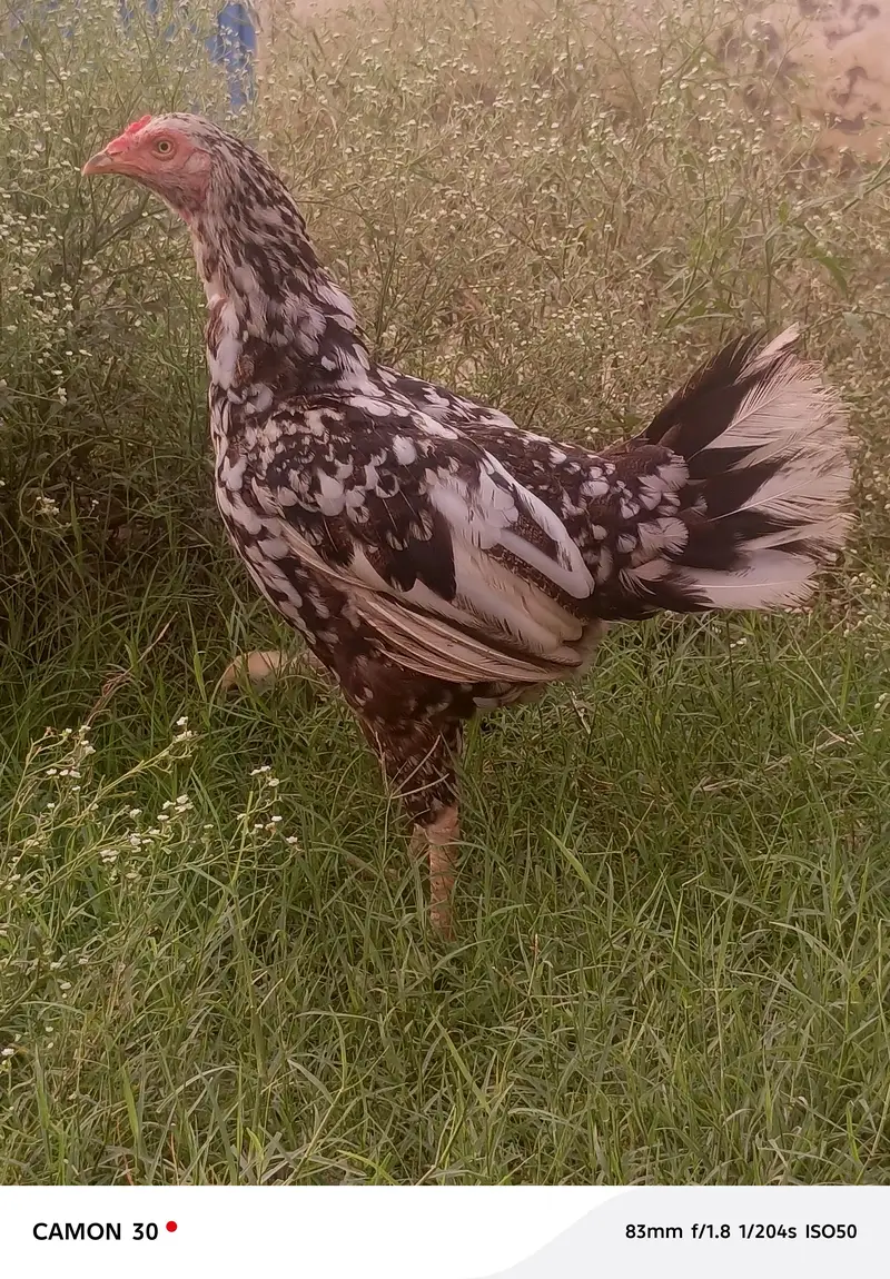 Aseel hen — photo 9