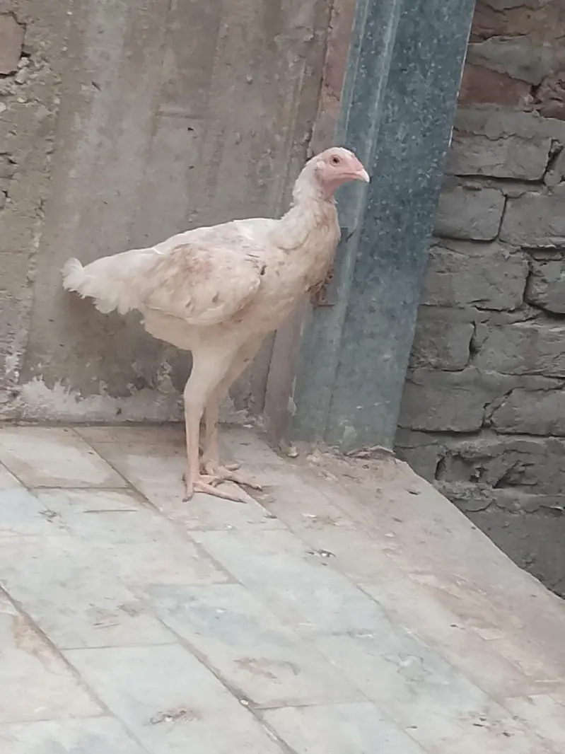 4pc Aseel mrghi — photo 3