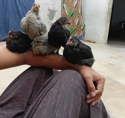 golden buff and austrolop chick