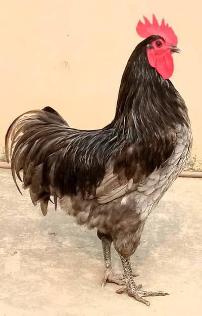 Heritage, Australorp & RIR for Sale