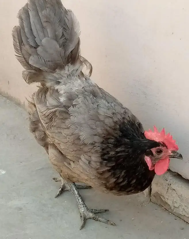 Heritage, Australorp & RIR for Sale — photo 2