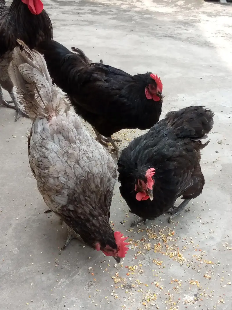Heritage, Australorp & RIR for Sale — photo 3