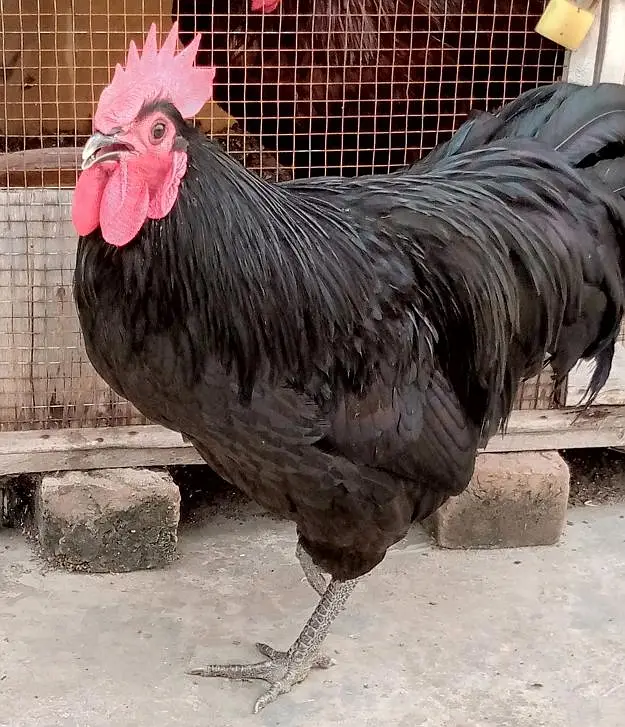 Heritage, Australorp & RIR for Sale — photo 4