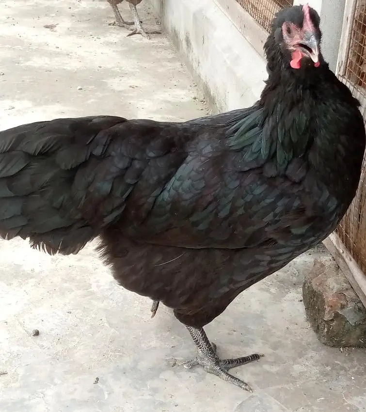 Heritage, Australorp & RIR for Sale — photo 5