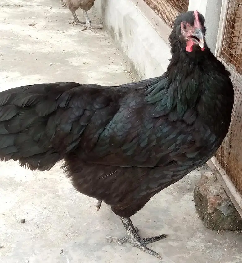 Heritage, Australorp & RIR for Sale — photo 6