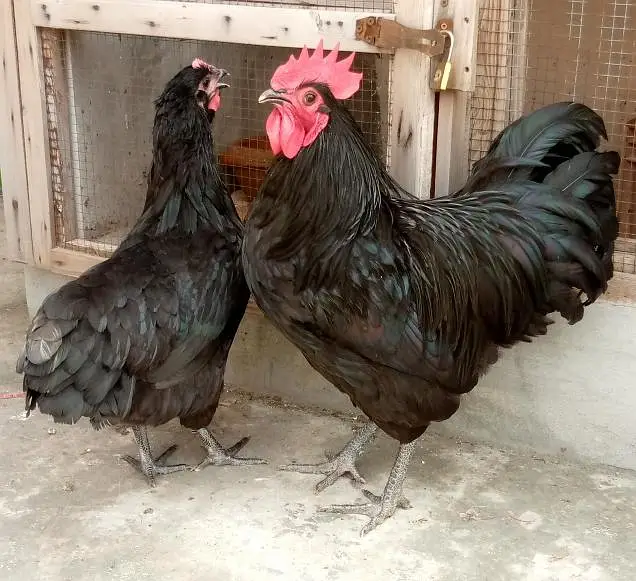 Heritage, Australorp & RIR for Sale — photo 7