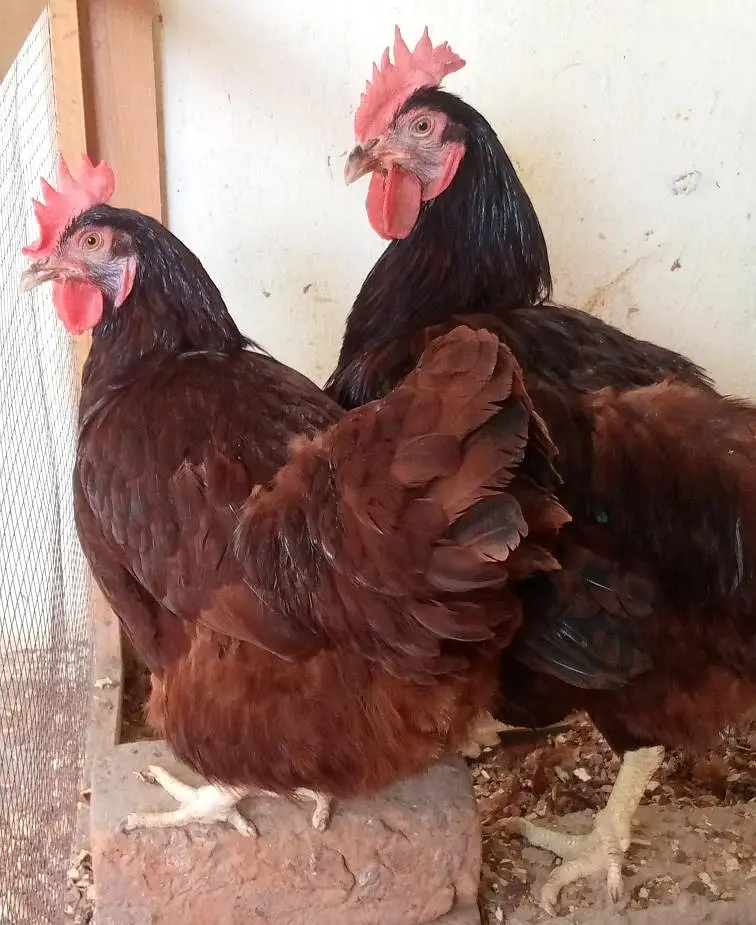 Heritage, Australorp & RIR for Sale — photo 8