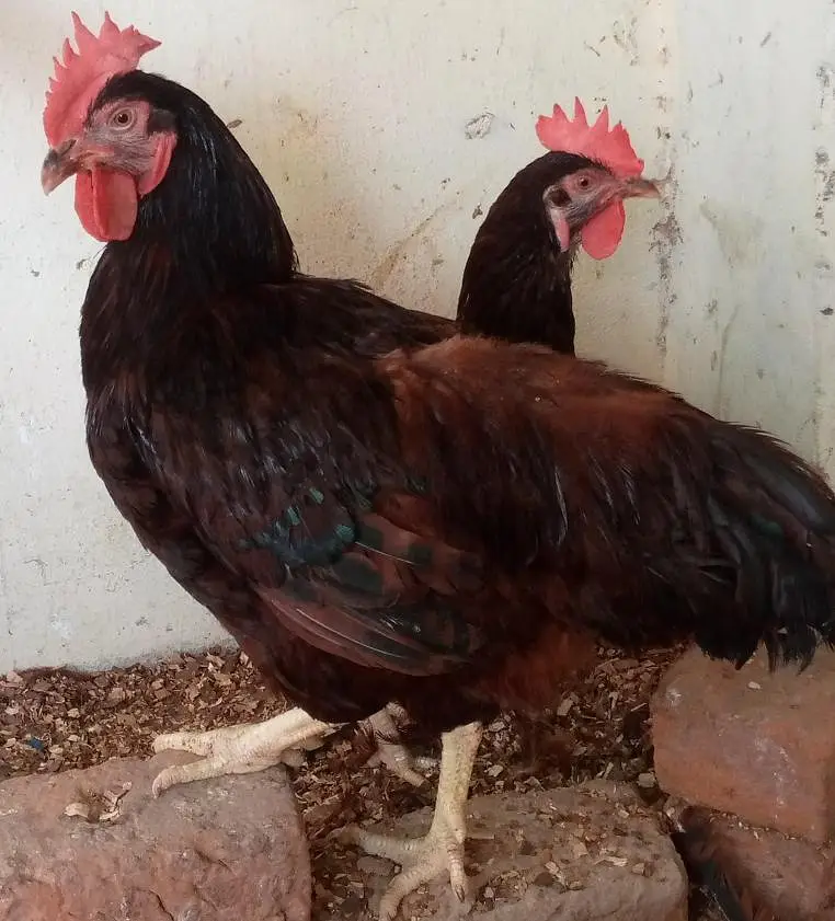 Heritage, Australorp & RIR for Sale — photo 9