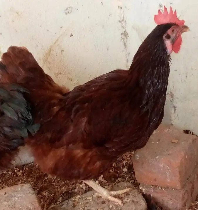 Heritage, Australorp & RIR for Sale — photo 10