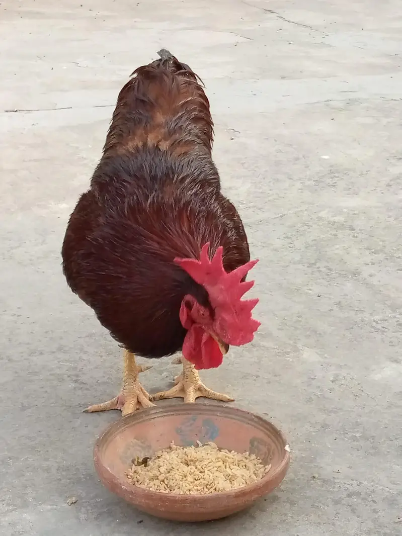 Heritage, Australorp & RIR for Sale — photo 11