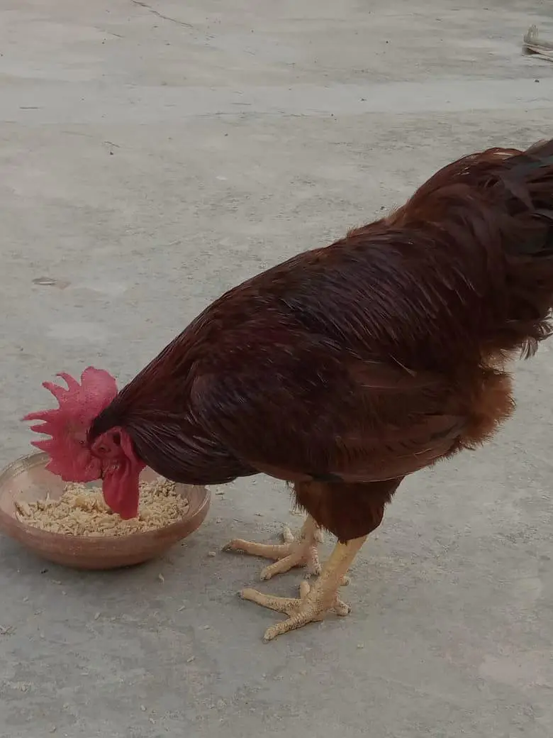Heritage, Australorp & RIR for Sale — photo 12