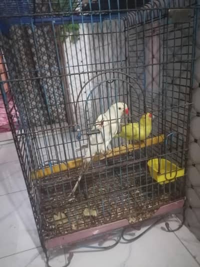 yellow ring neck
