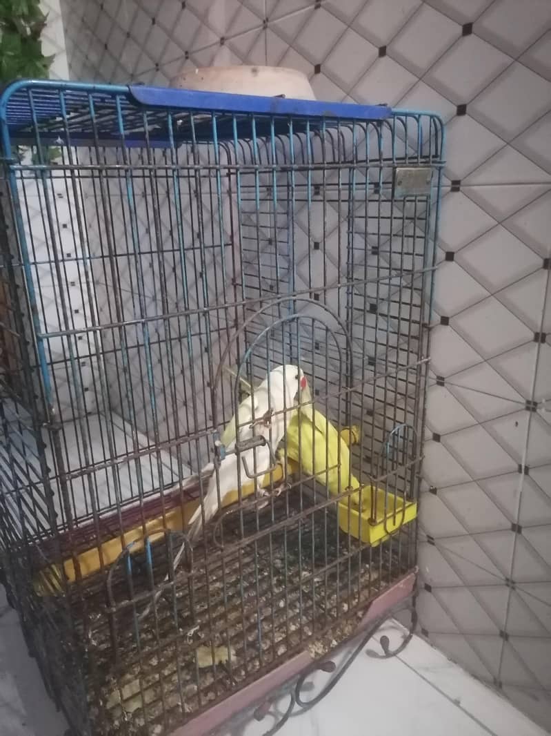 yellow ring neck 1