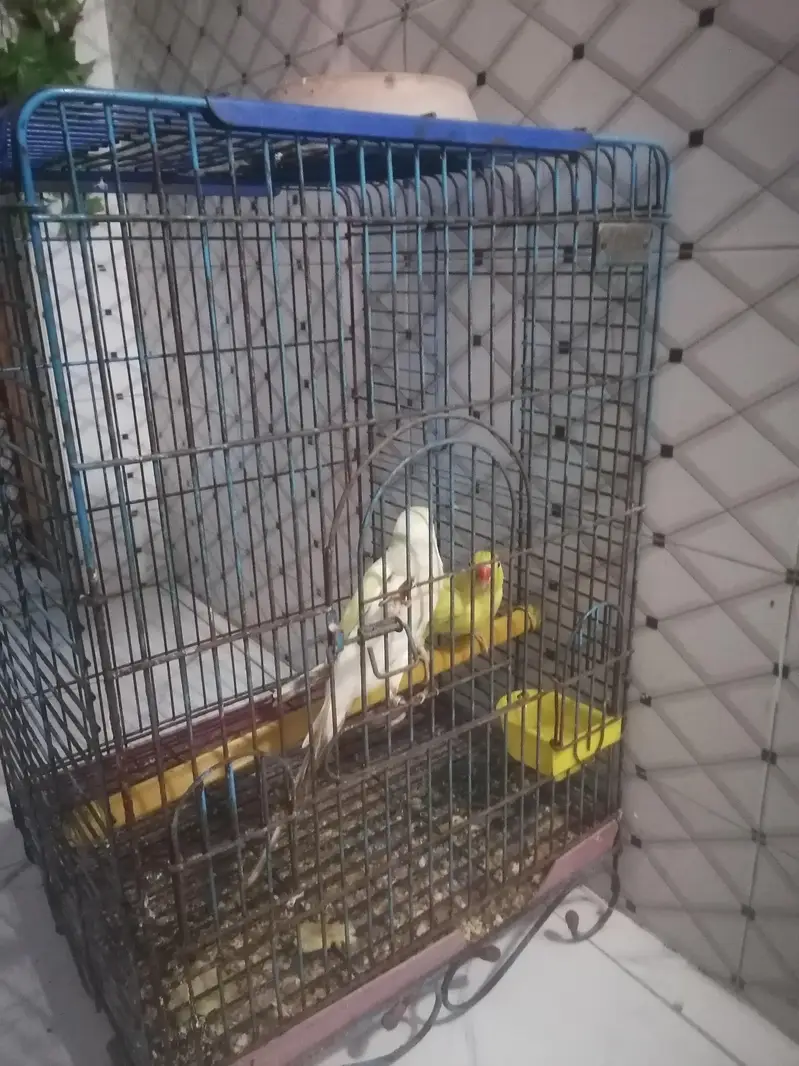 yellow ring neck — photo 3