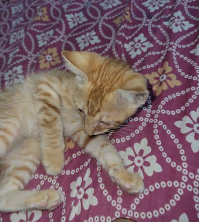 Orange male kitten