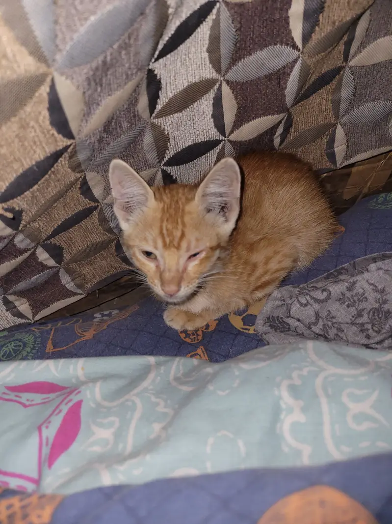 Orange male kitten — photo 2