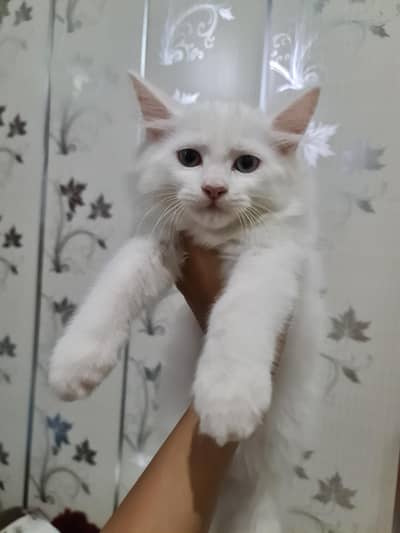 Persian Odd Eyes Baby Kitten