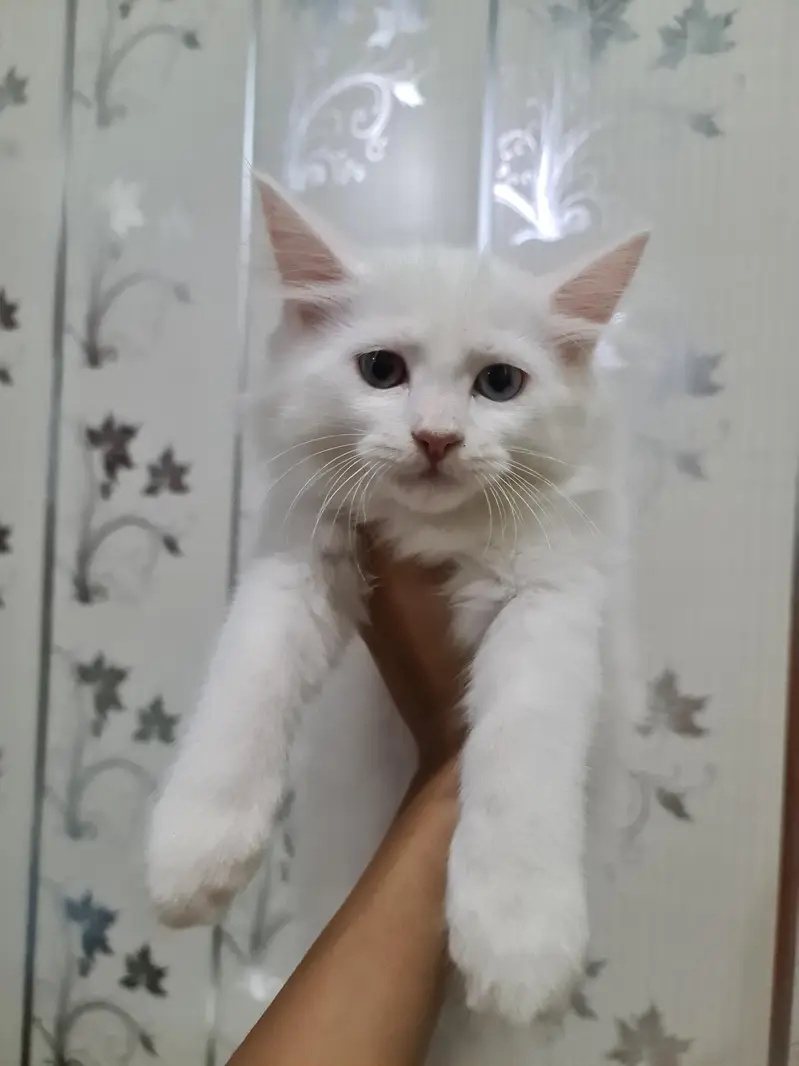 Persian Odd Eyes Baby Kitten — photo 2