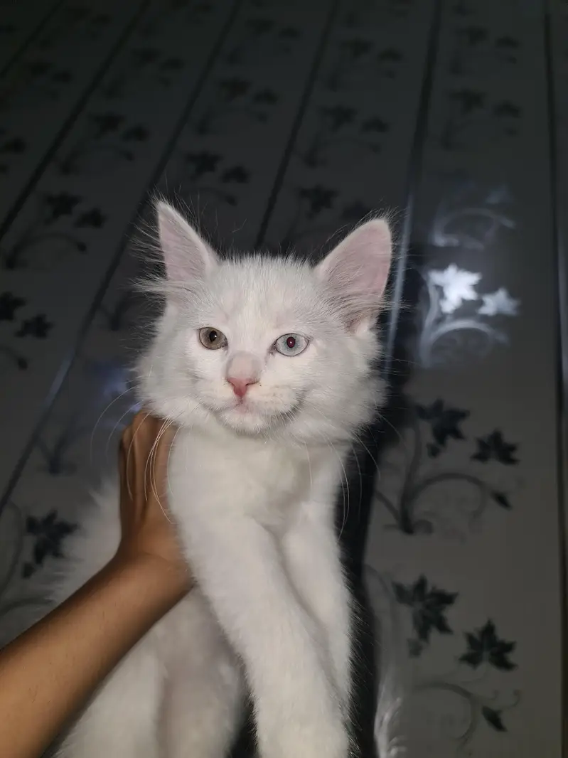 Persian Odd Eyes Baby Kitten — photo 3