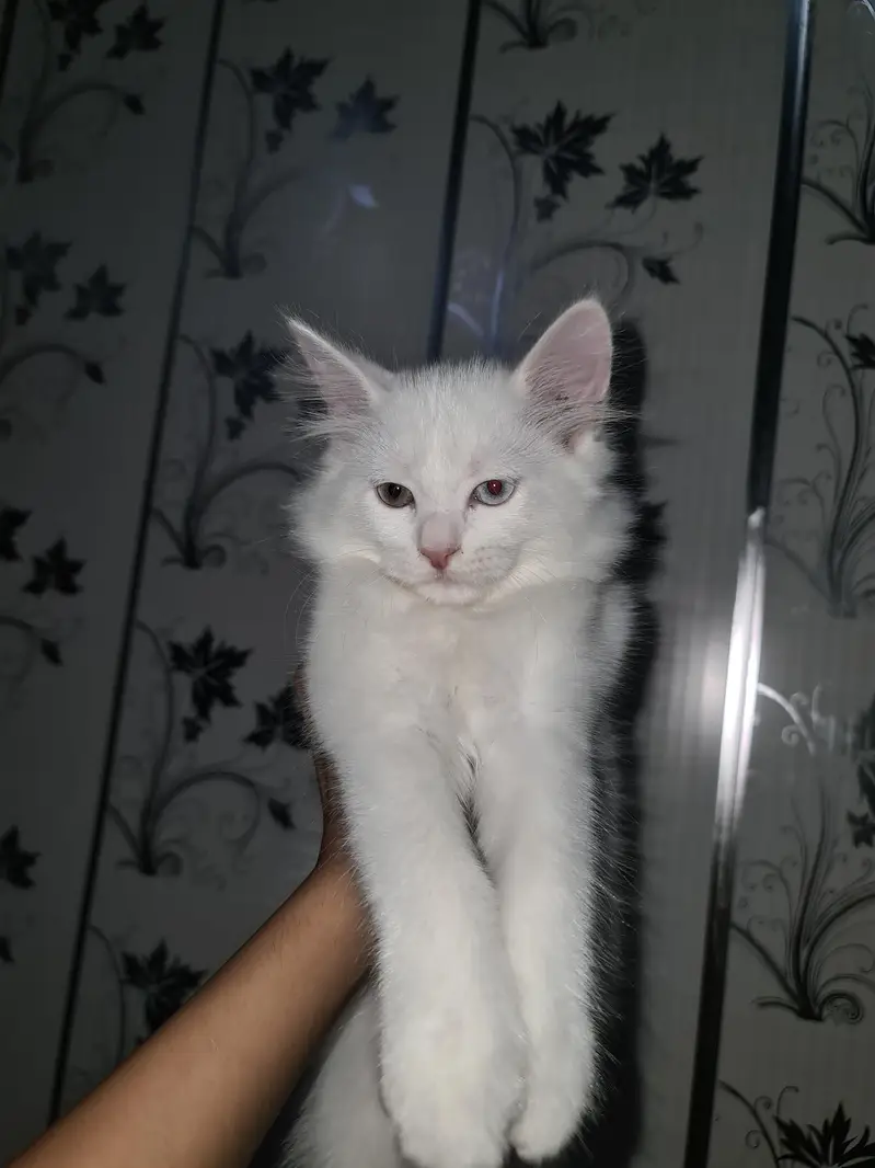Persian Odd Eyes Baby Kitten — photo 4